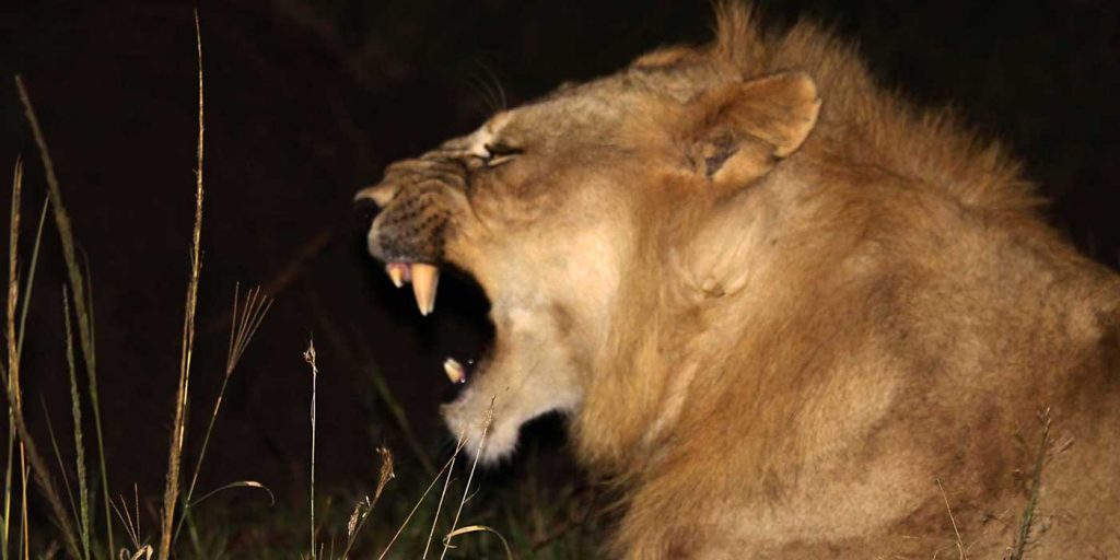 Night Game Drives in Tanzania with Sunny Safaris